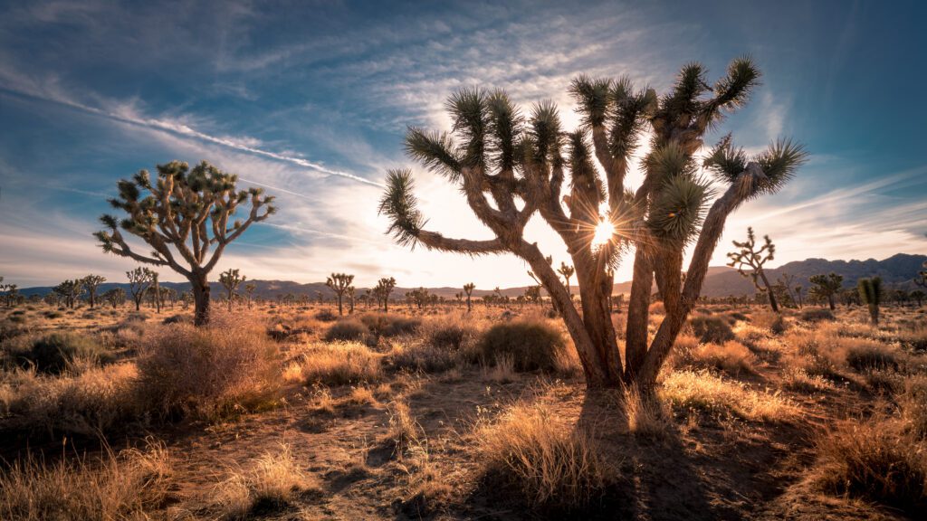 dentist in joshua tree